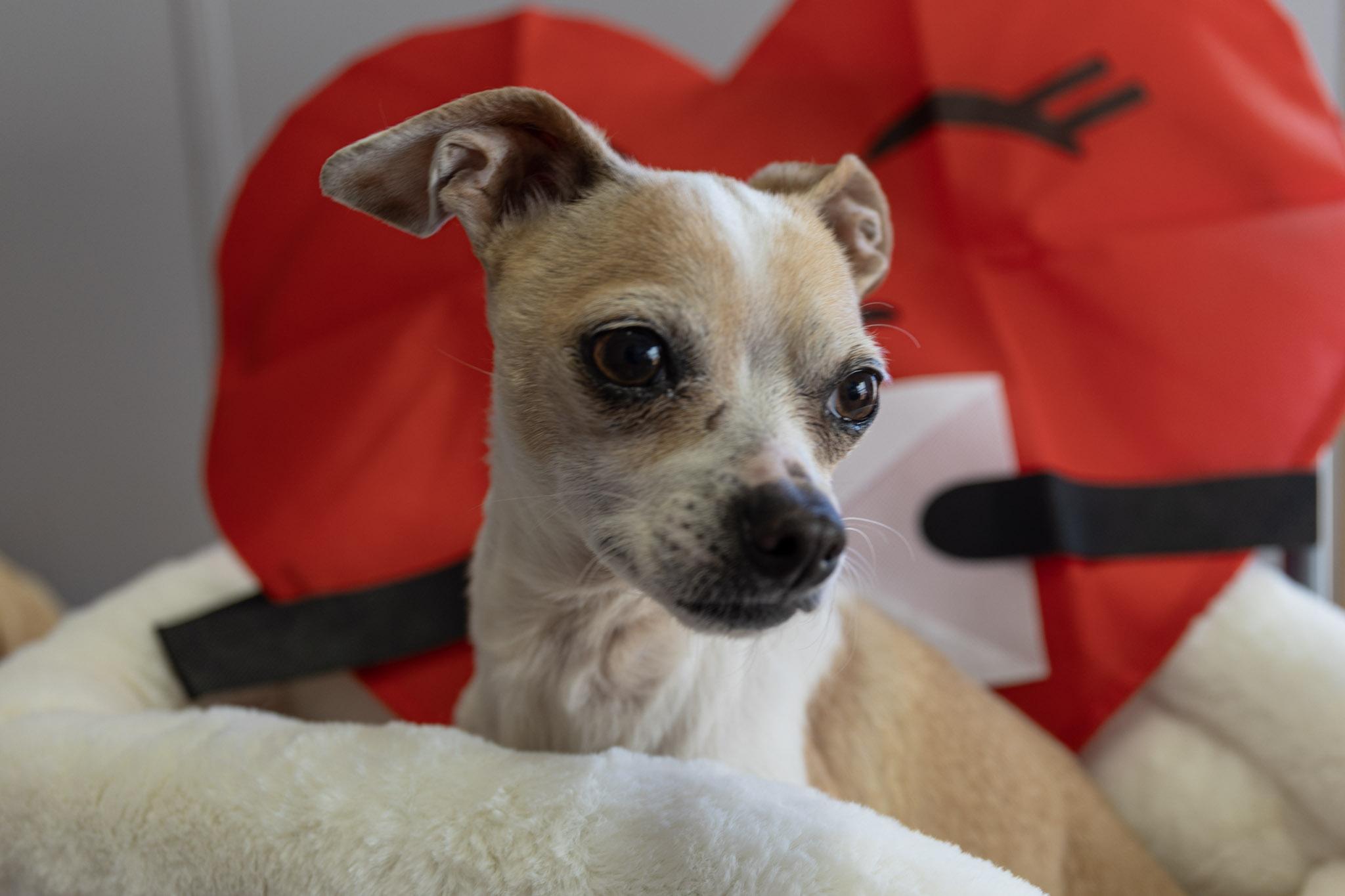 Clarissa, adopted, Adult Female Chihuahua.