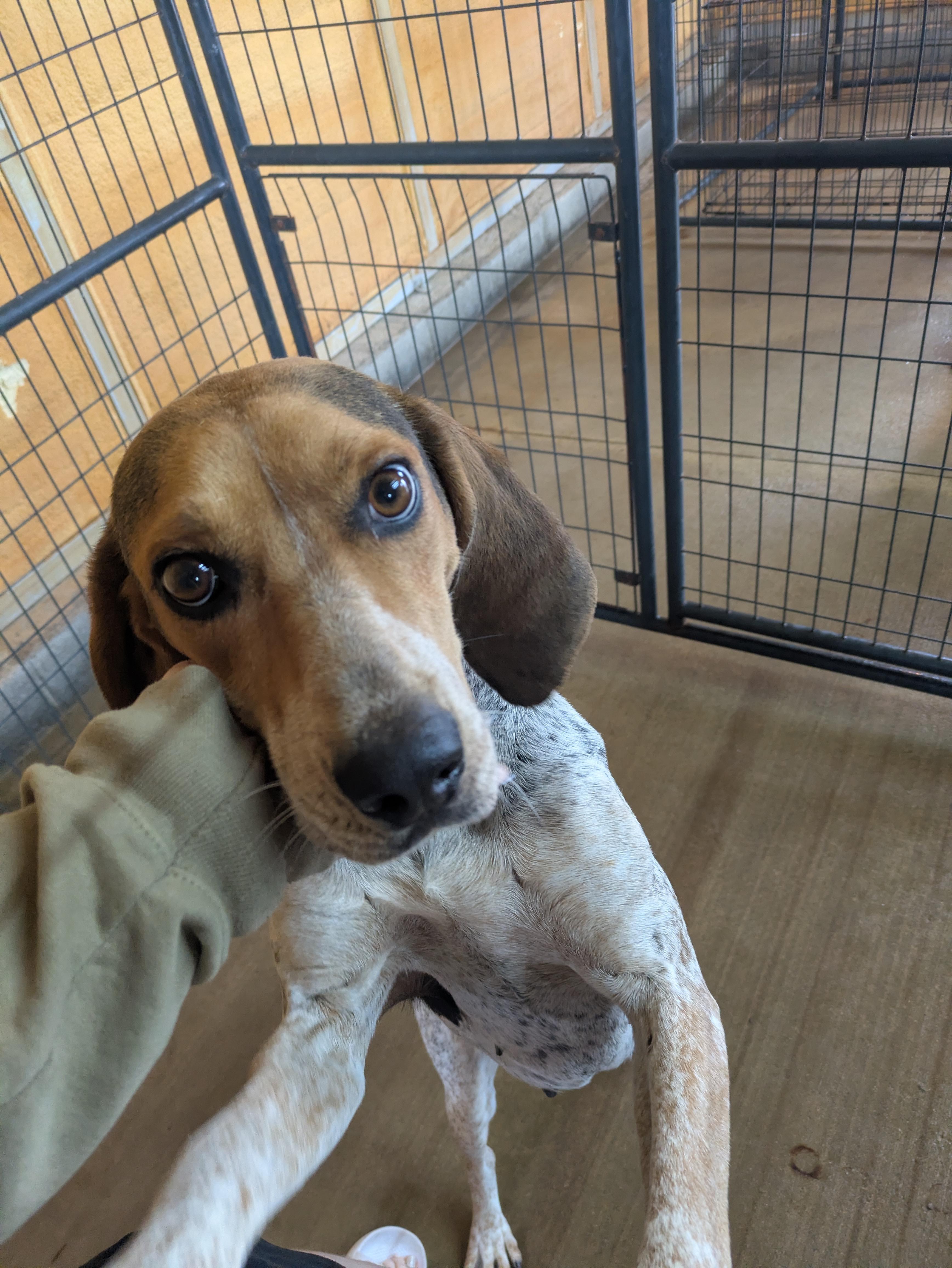 Olive, a ADOPTABLE English Coonhound in Lexington, MA image 1/3
