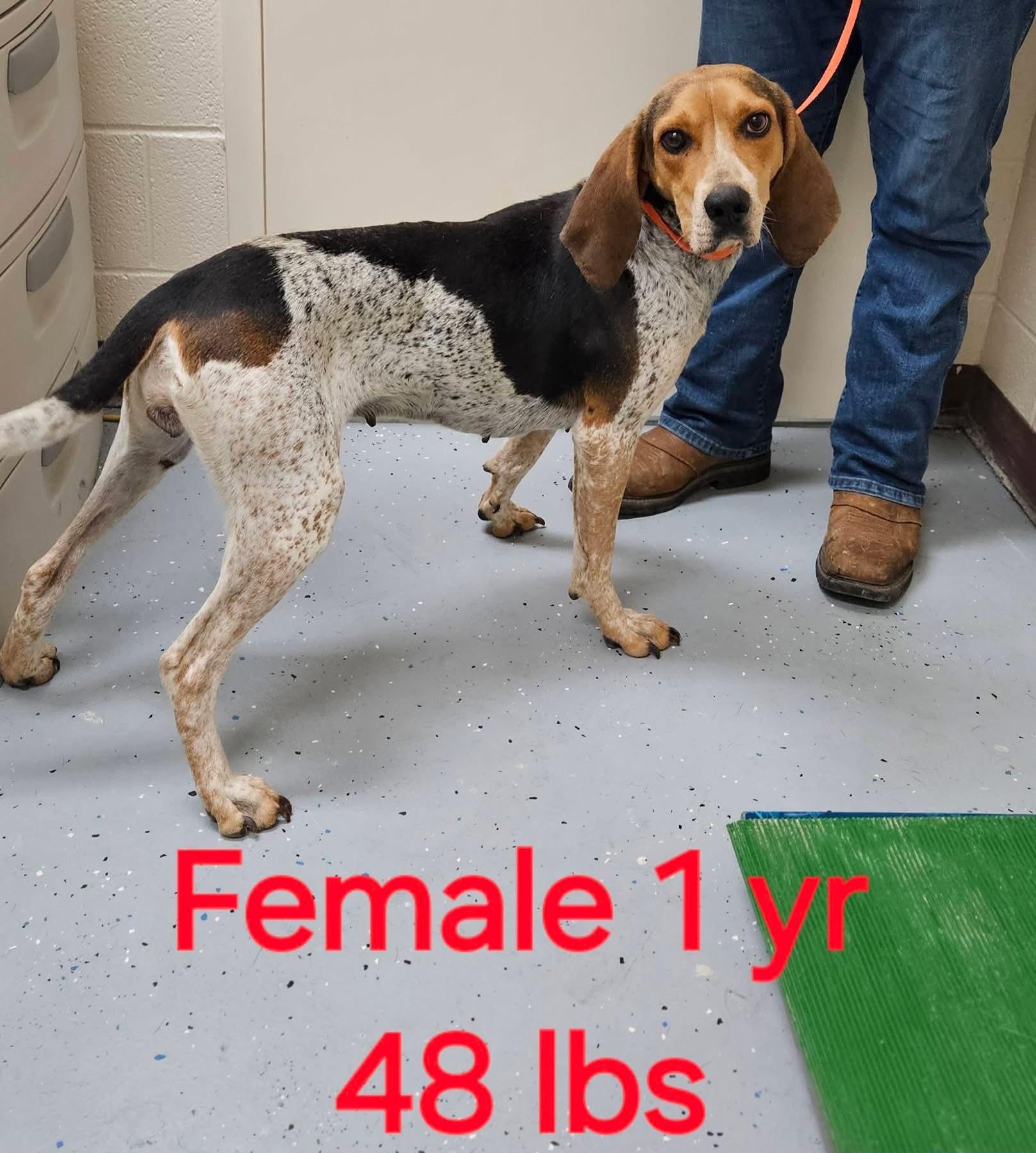 Olive, a ADOPTABLE English Coonhound in Lexington, MA image 2/3