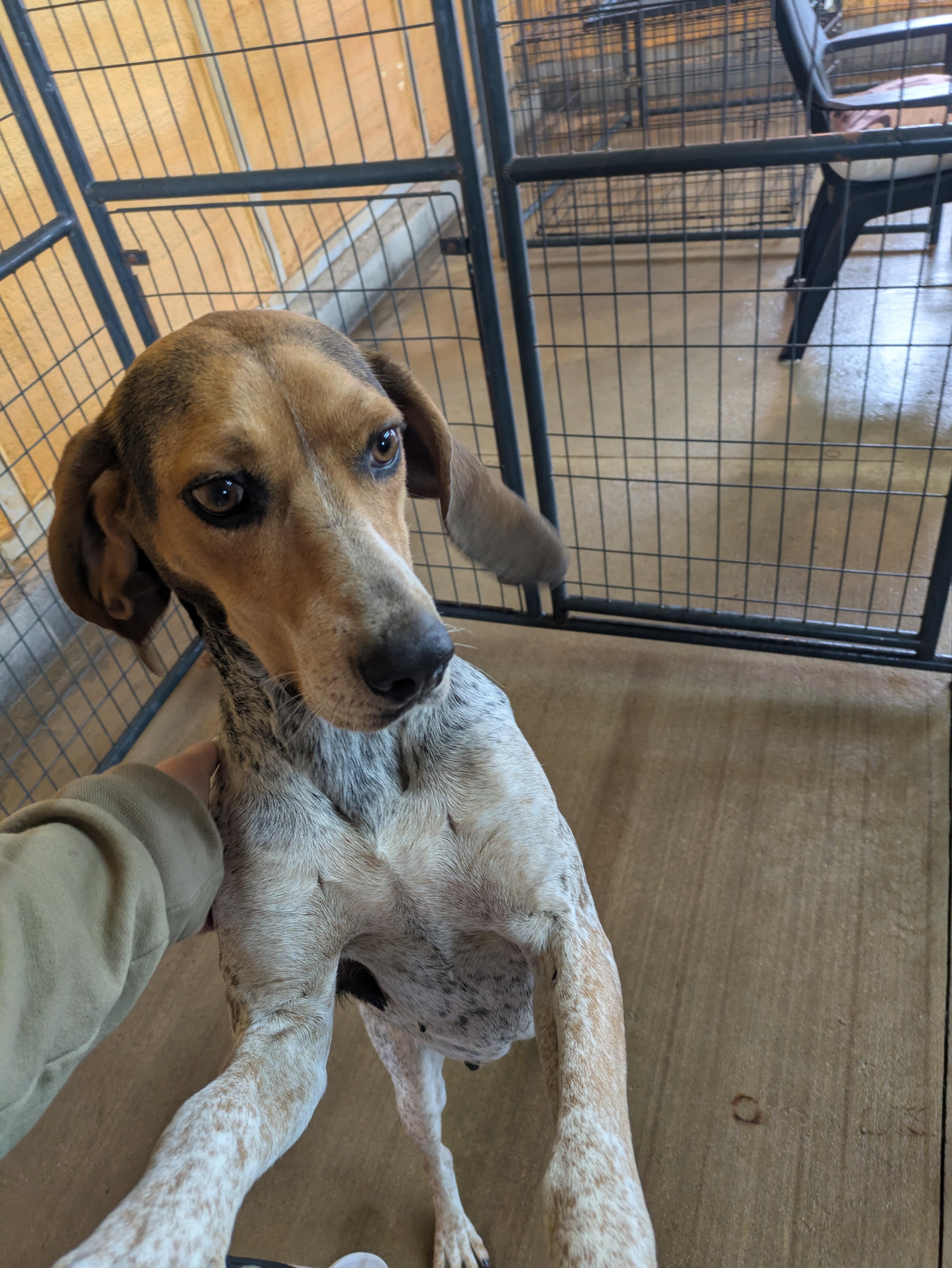 Olive, a ADOPTABLE English Coonhound in Lexington, MA image 3/3