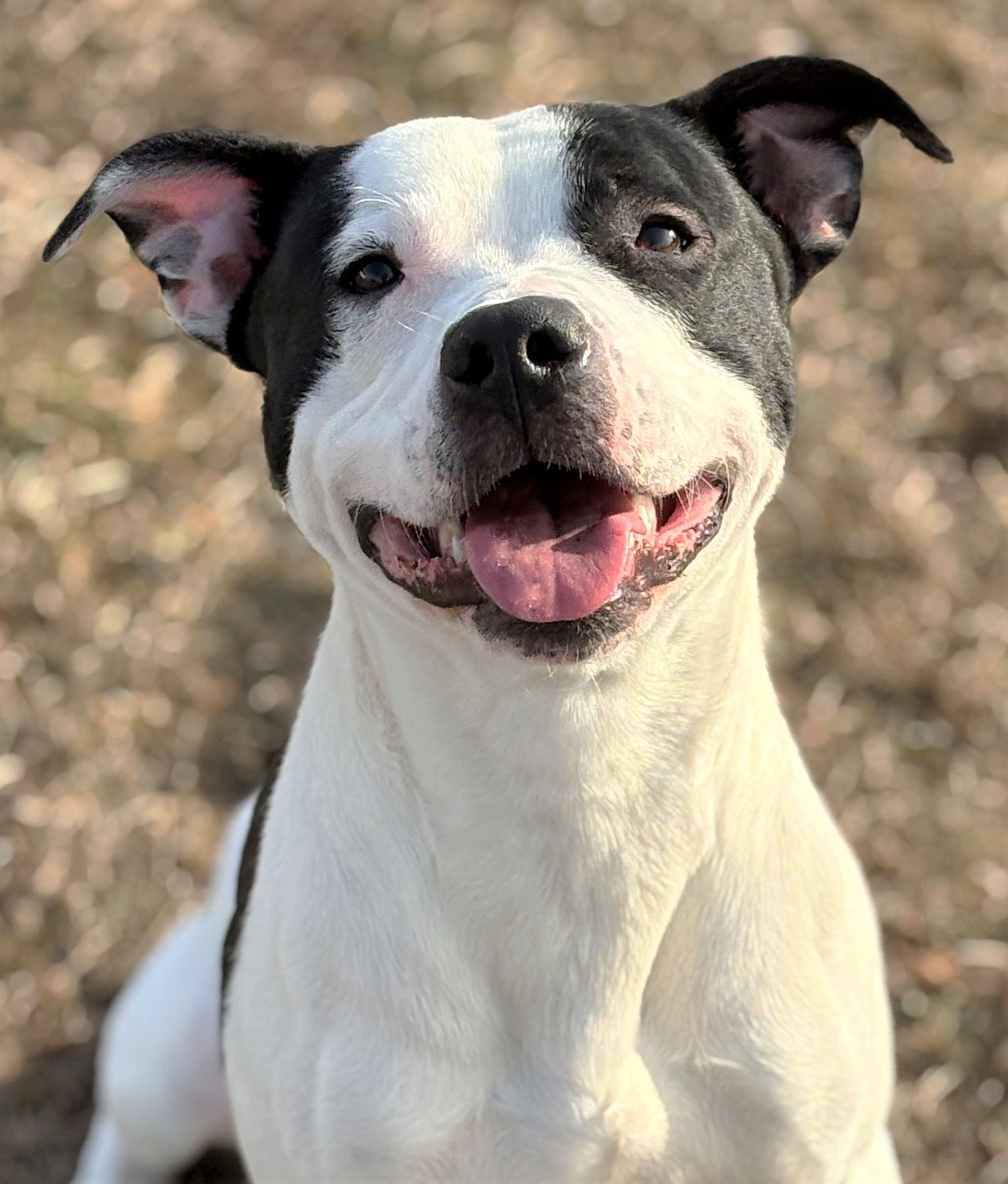 Enero, an adoptable mixed breed in Iowa City, IA image 1/3