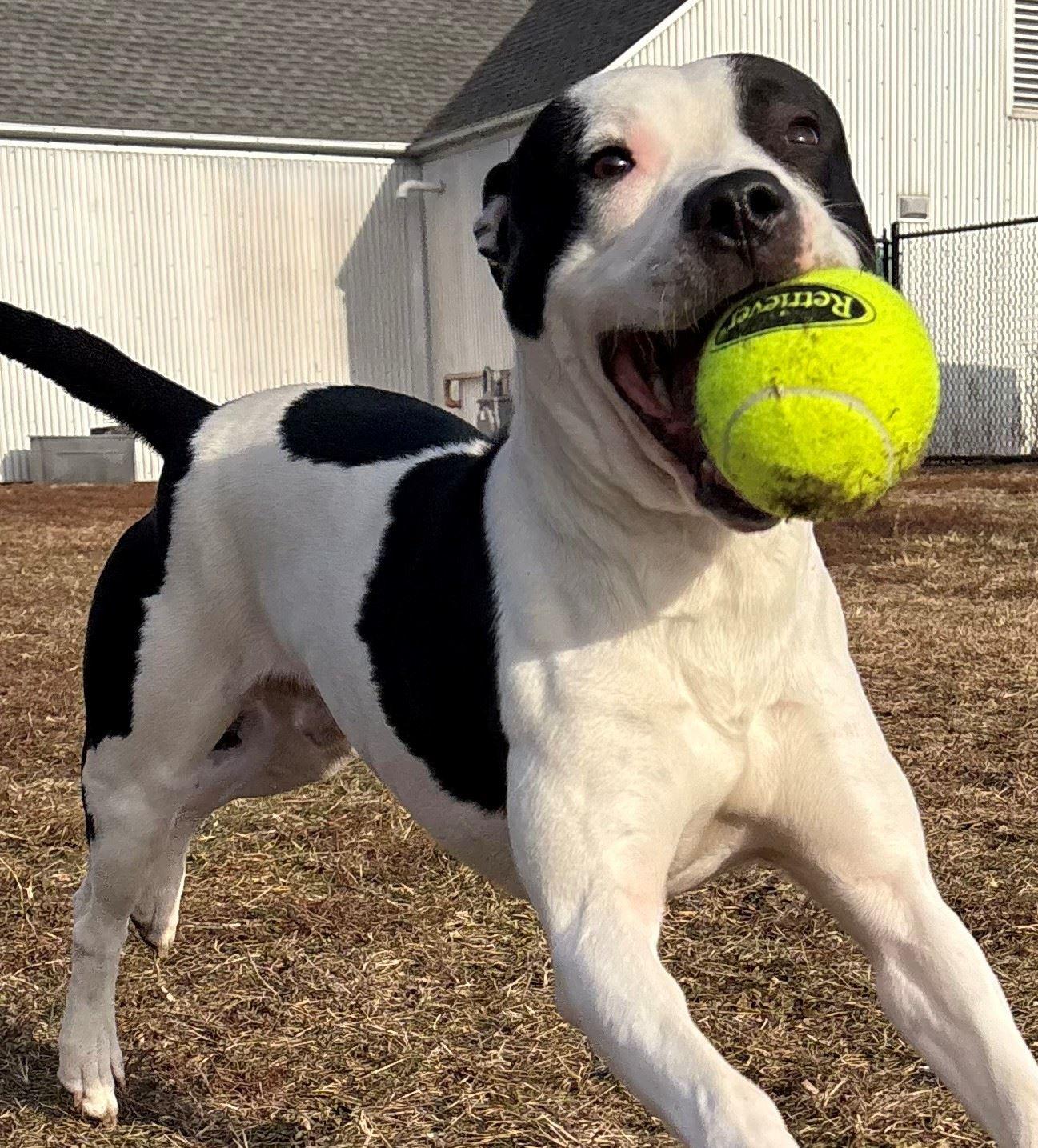 Enero, an adoptable mixed breed in Iowa City, IA image 2/3