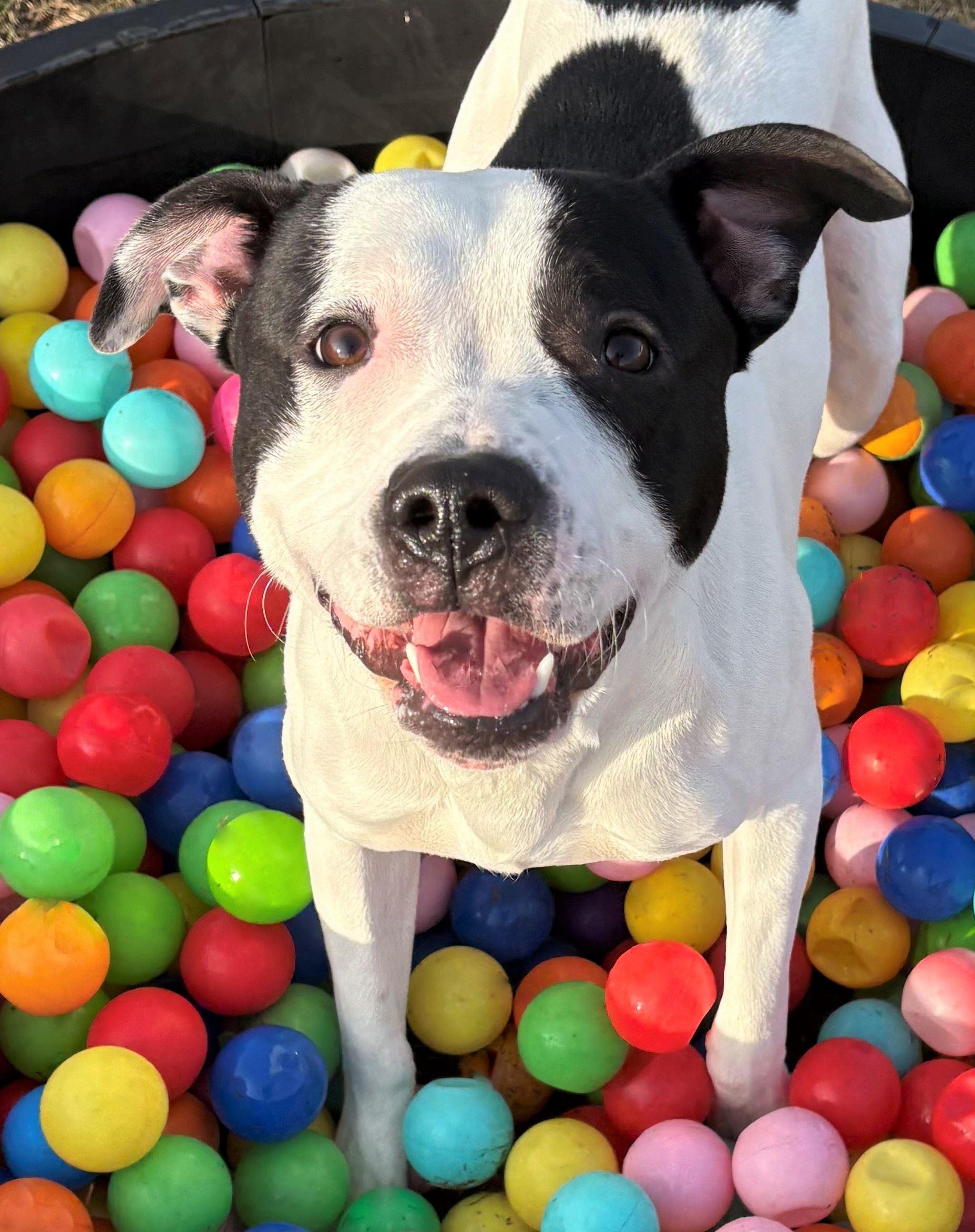 Enero, an adoptable mixed breed in Iowa City, IA image 3/3