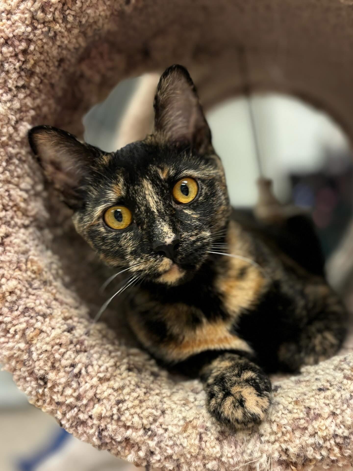 Enlarge Aulani, a Adoptable Domestic Short Hair in Cincinnati, OH image 1/6