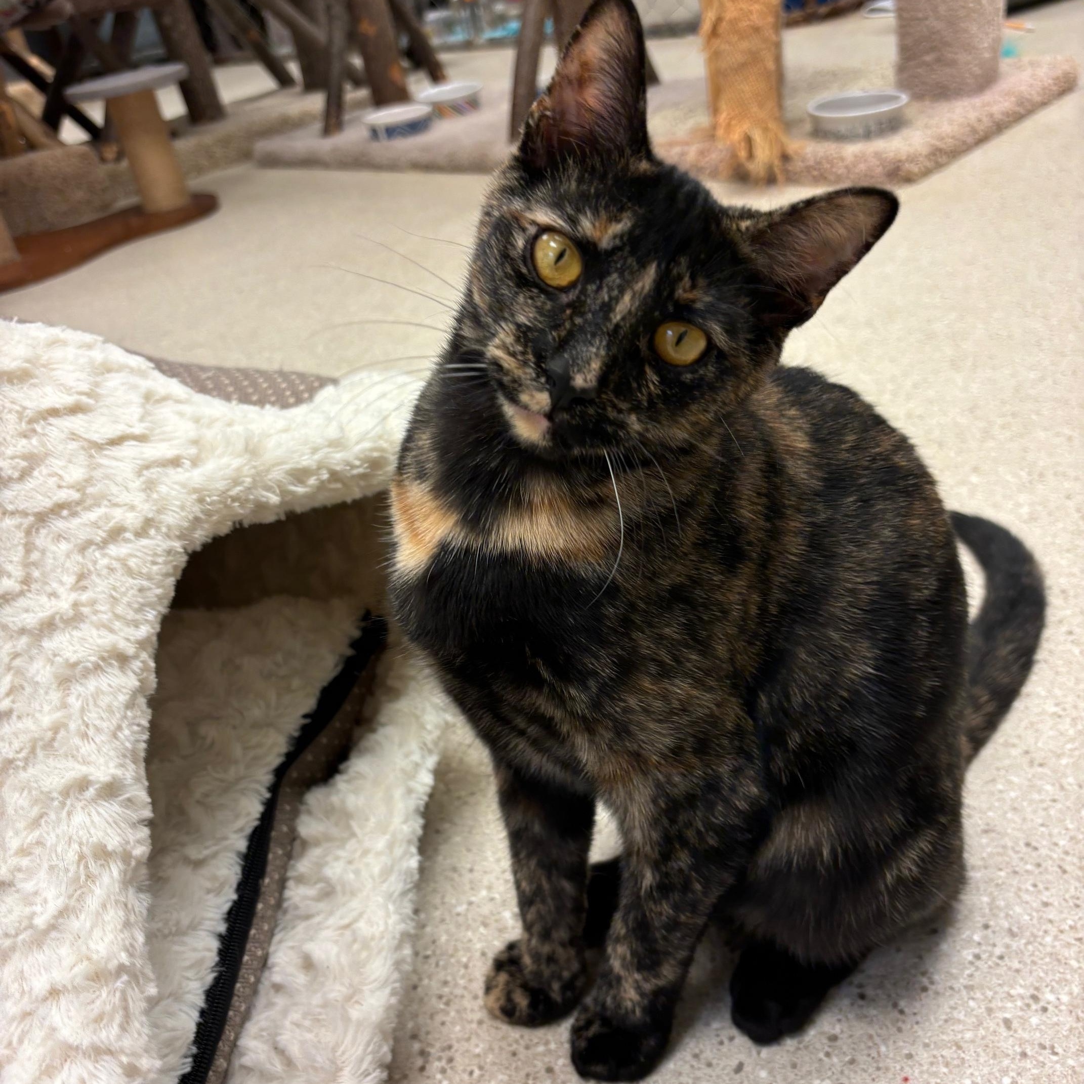 Enlarge Aulani, a Adoptable Domestic Short Hair in Cincinnati, OH image 3/6