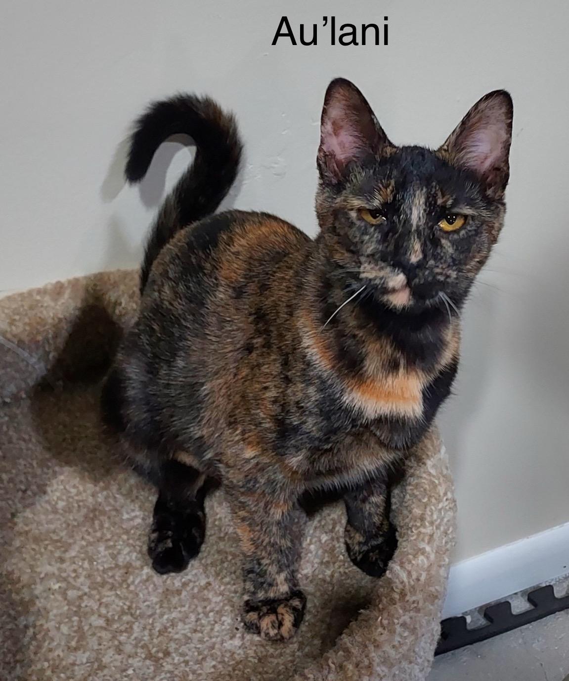 Au’lani thumbnail 4