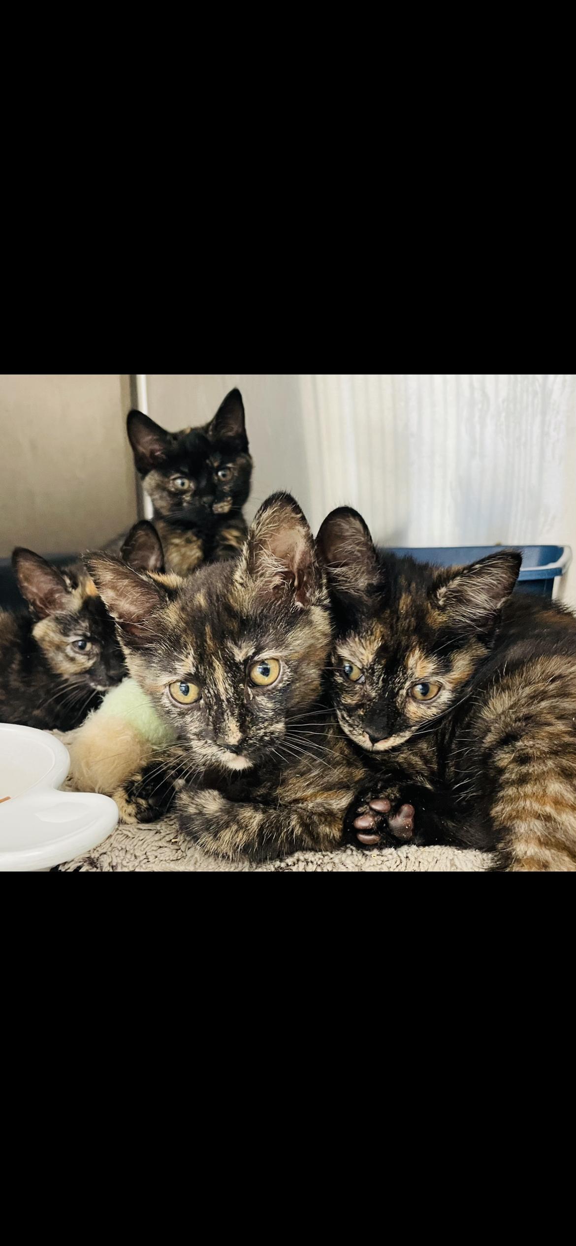 Au’lani thumbnail 5