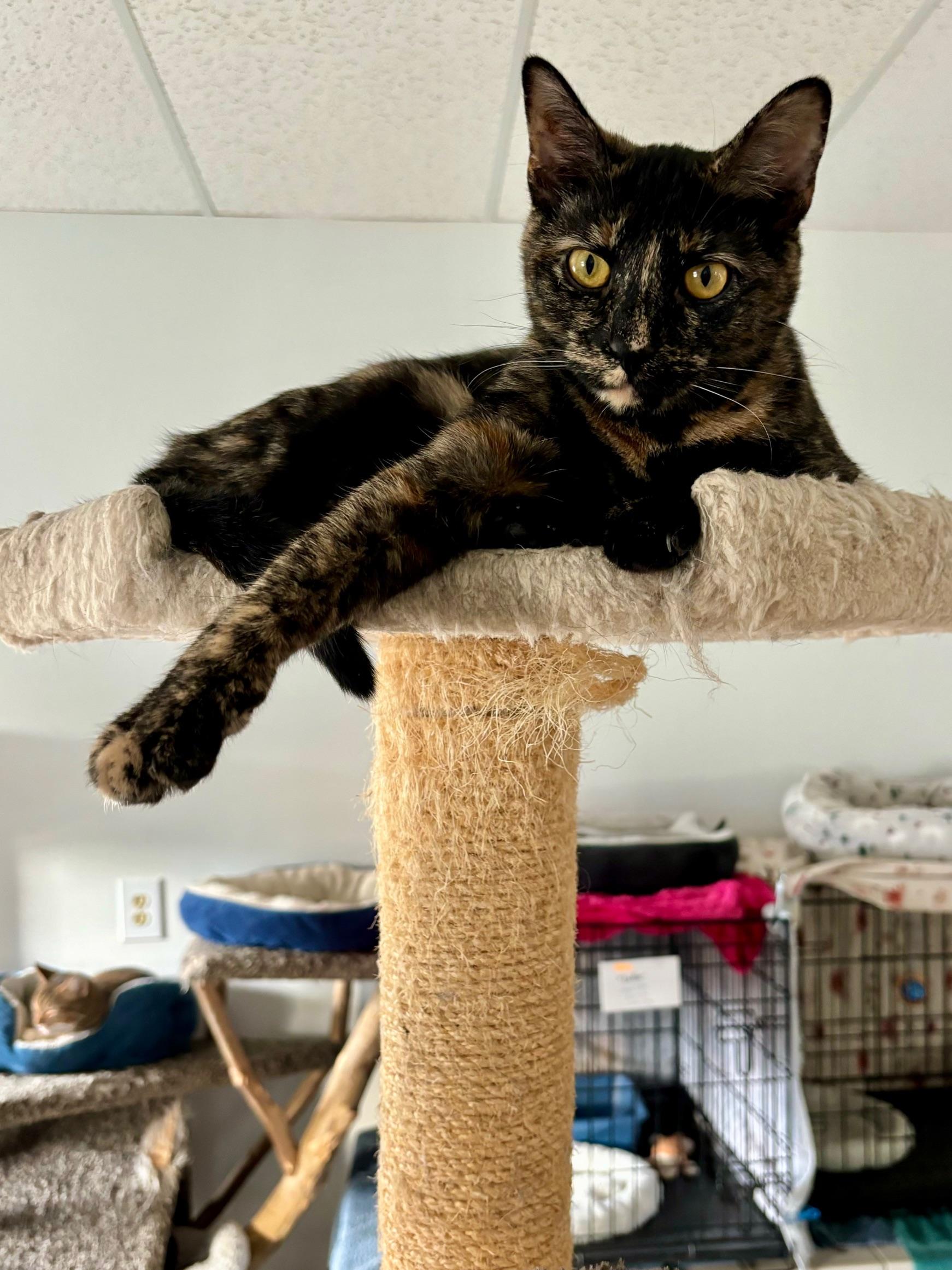 Enlarge Aulani, a Adoptable Domestic Short Hair in Cincinnati, OH image 2/6