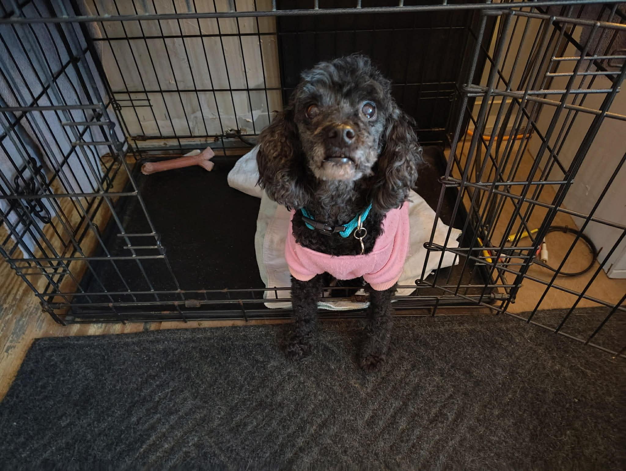 Courtesy Post - Cookie, ADOPTABLE, Senior Female Miniature Poodle.