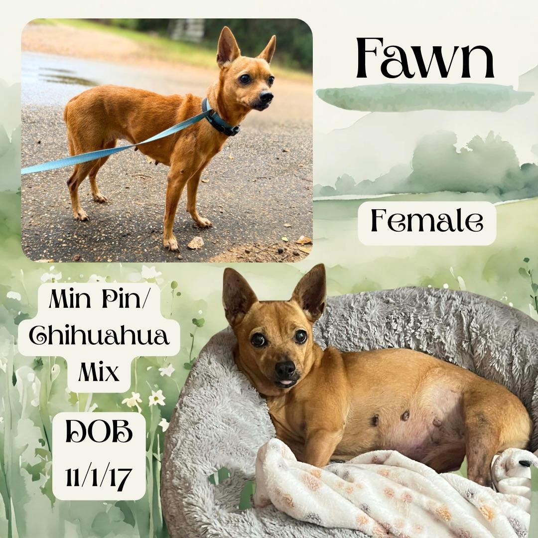 Enlarge Fawn, a Adoptable mixed breed in Madison, CT image 1/1