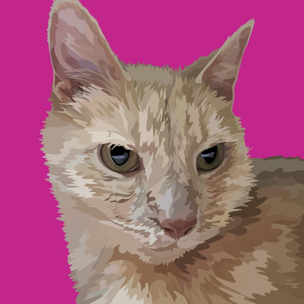 Enlarge Lilly, a Adoptable Domestic Short Hair in Lynchburg, VA image 1/4