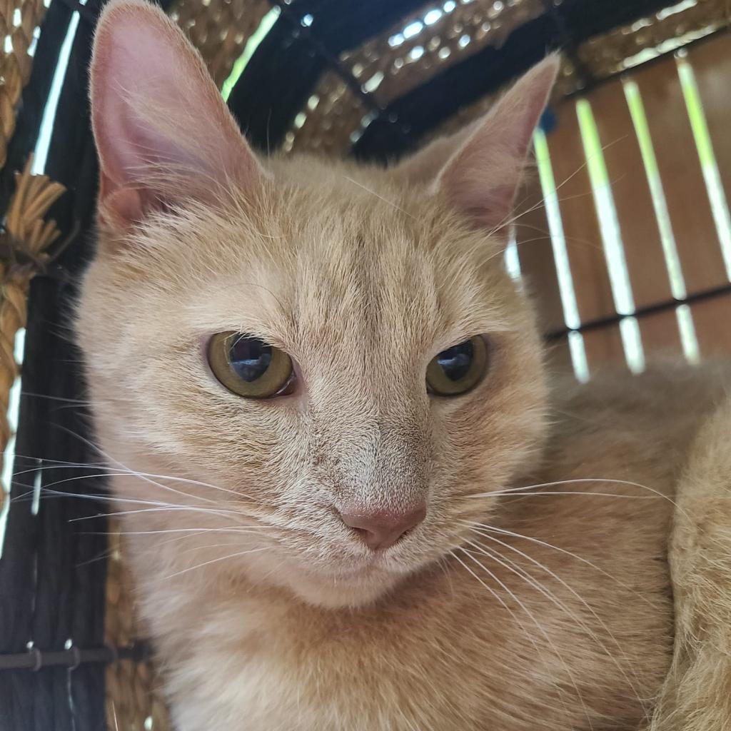 Enlarge Lilly, a Adoptable Domestic Short Hair in Lynchburg, VA image 2/4