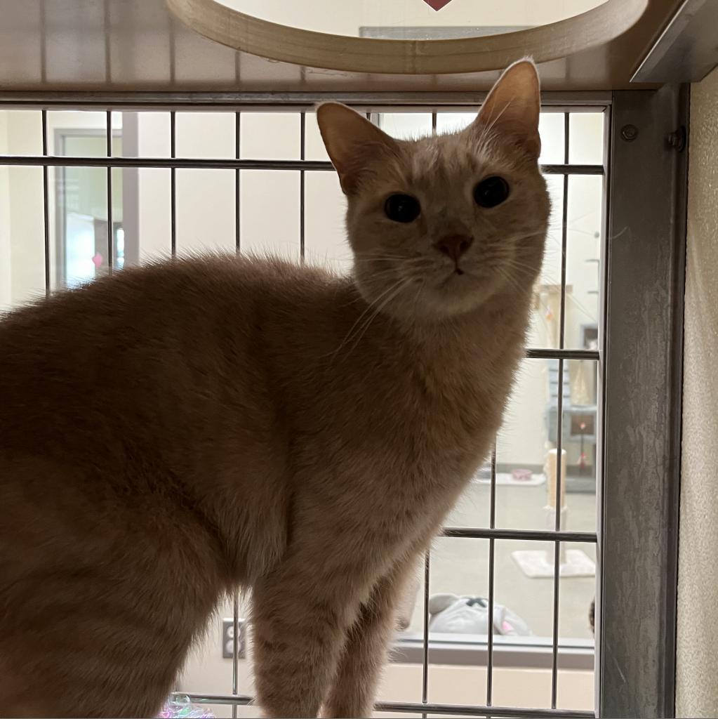 Enlarge Lilly, a Adoptable Domestic Short Hair in Lynchburg, VA image 3/4