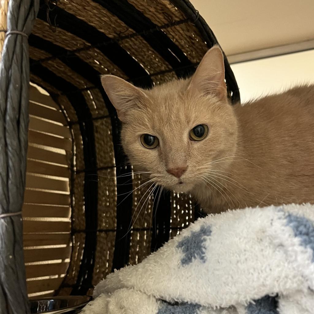 Enlarge Lilly, a Adoptable Domestic Short Hair in Lynchburg, VA image 4/4