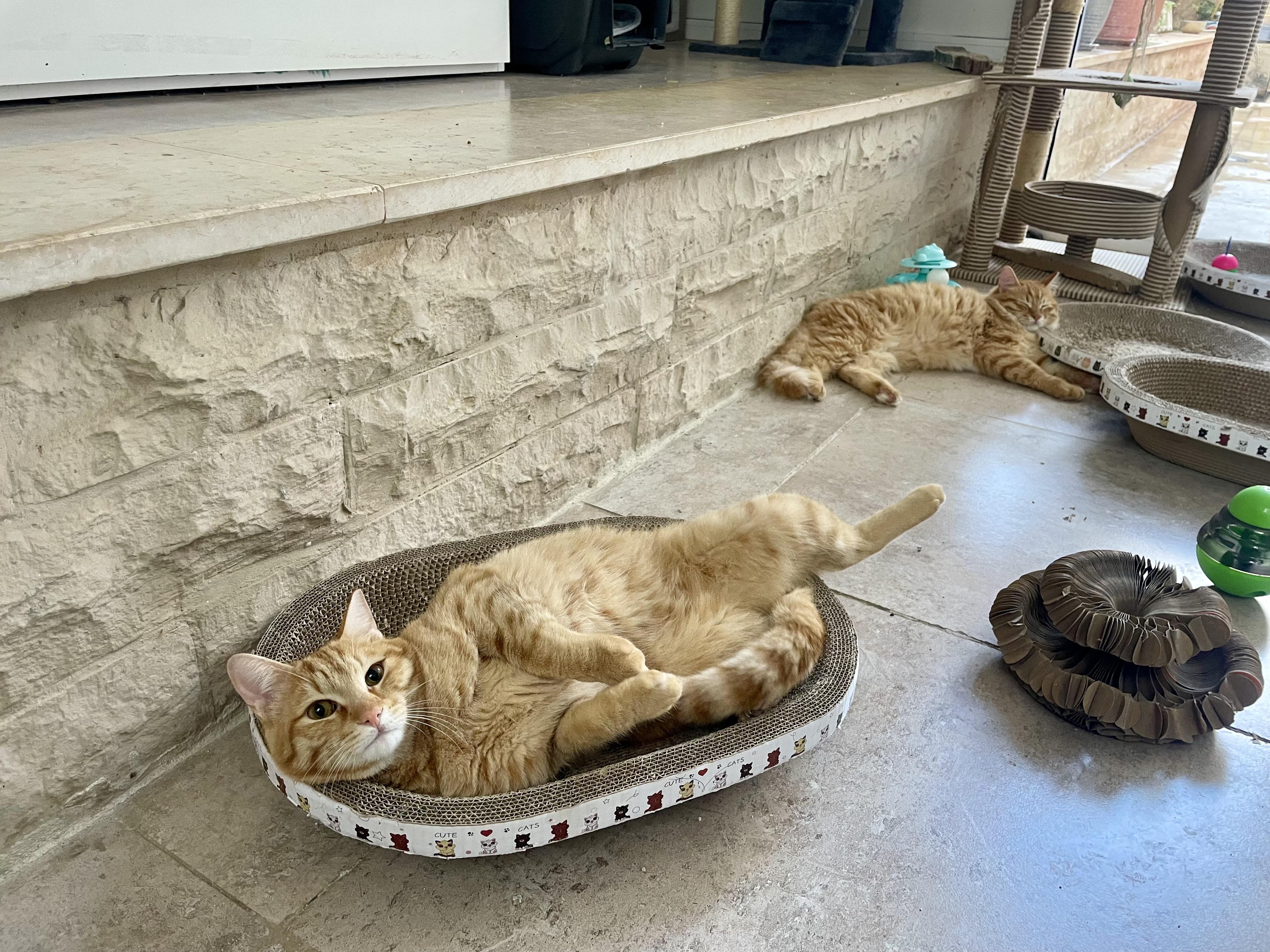 Enlarge Mucho and Lucho, the Kindest Sunshine Brothers , a Adoptable Domestic Short Hair in Somerset, NJ image 5/6