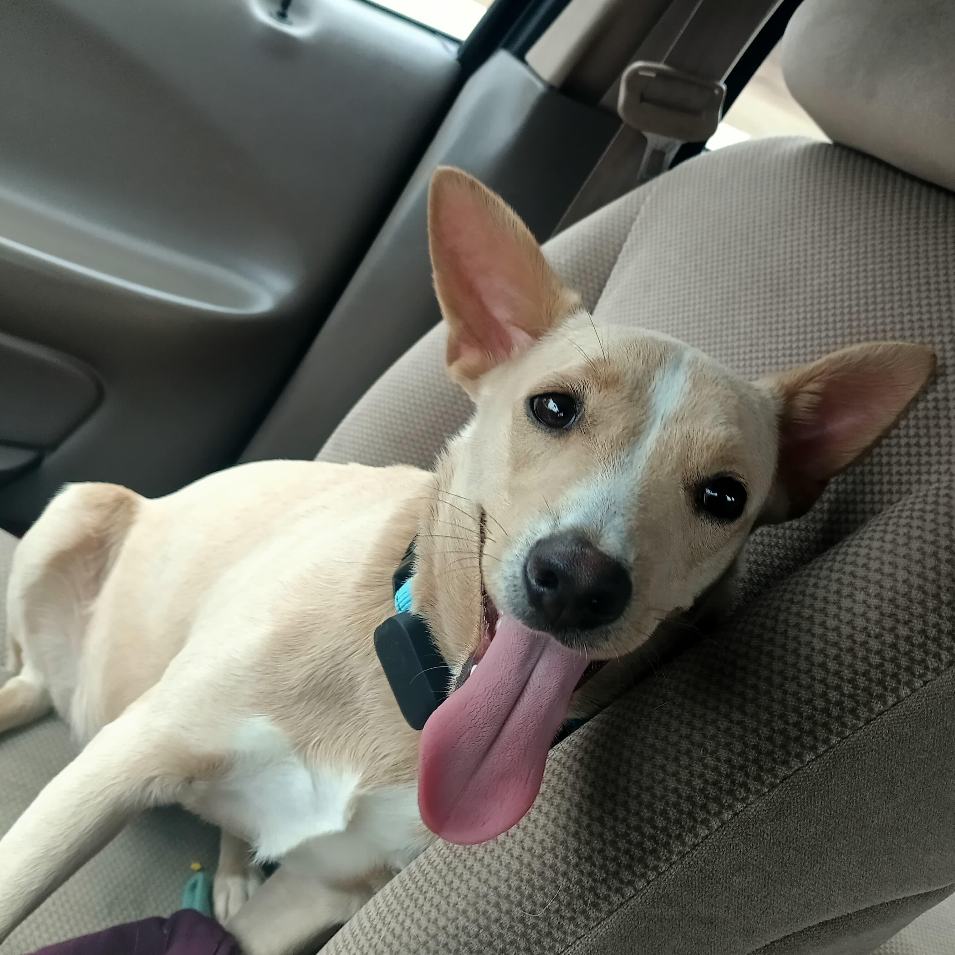 Quesito, Adoptable, Puppy Male Terrier.