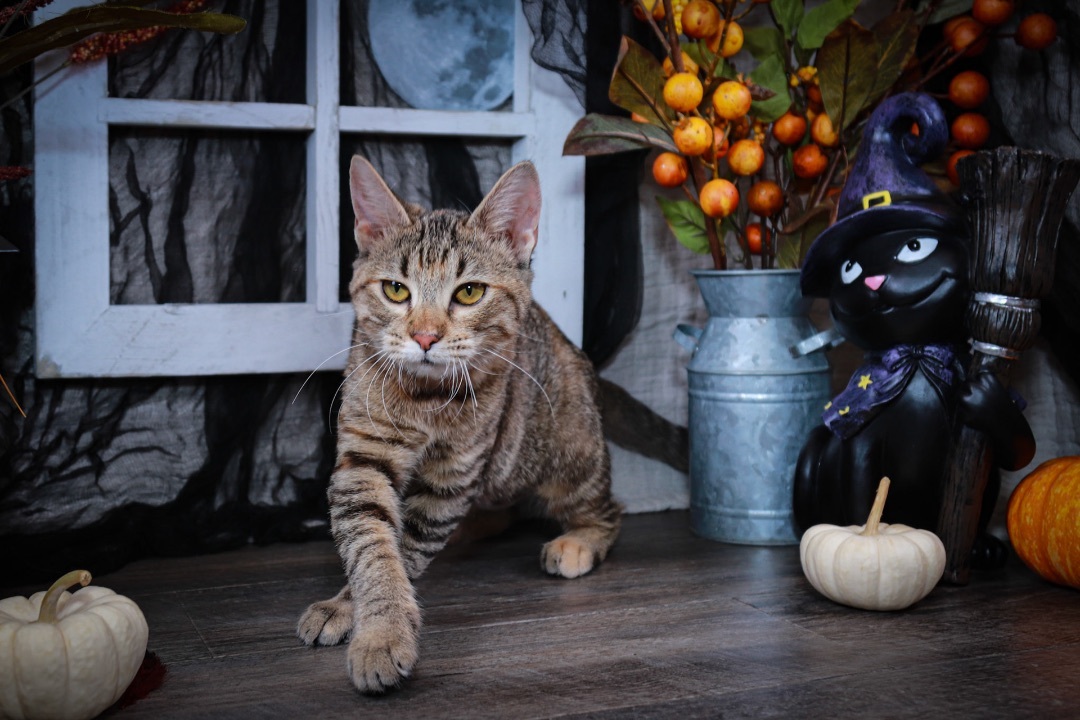 Chai, an adoptable Tabby, Domestic Short Hair in Parker, TX, 75002 | Photo Image 2