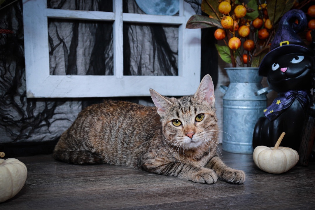 Chai, a Adoptable mixed breed in Parker, TX image 2/15