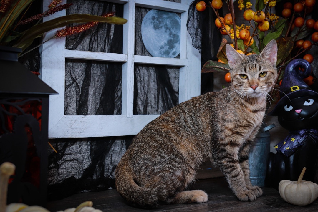 Chai, a Adoptable mixed breed in Parker, TX image 3/15