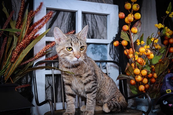 Chai, a Adoptable mixed breed in Parker, TX image 4/15