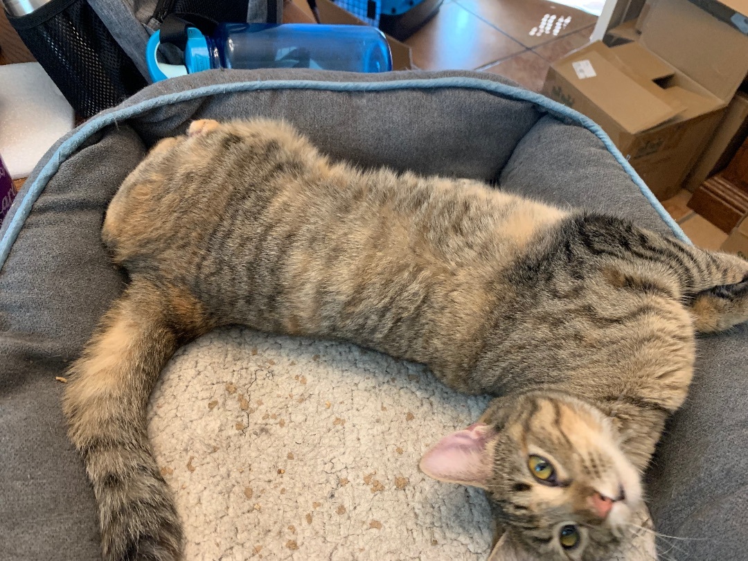 Chai, a Adoptable mixed breed in Parker, TX image 5/15