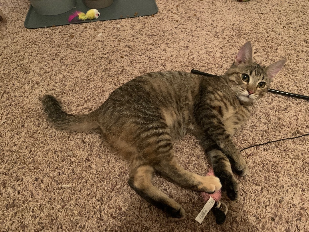 Chai, a Adoptable mixed breed in Parker, TX image 6/15