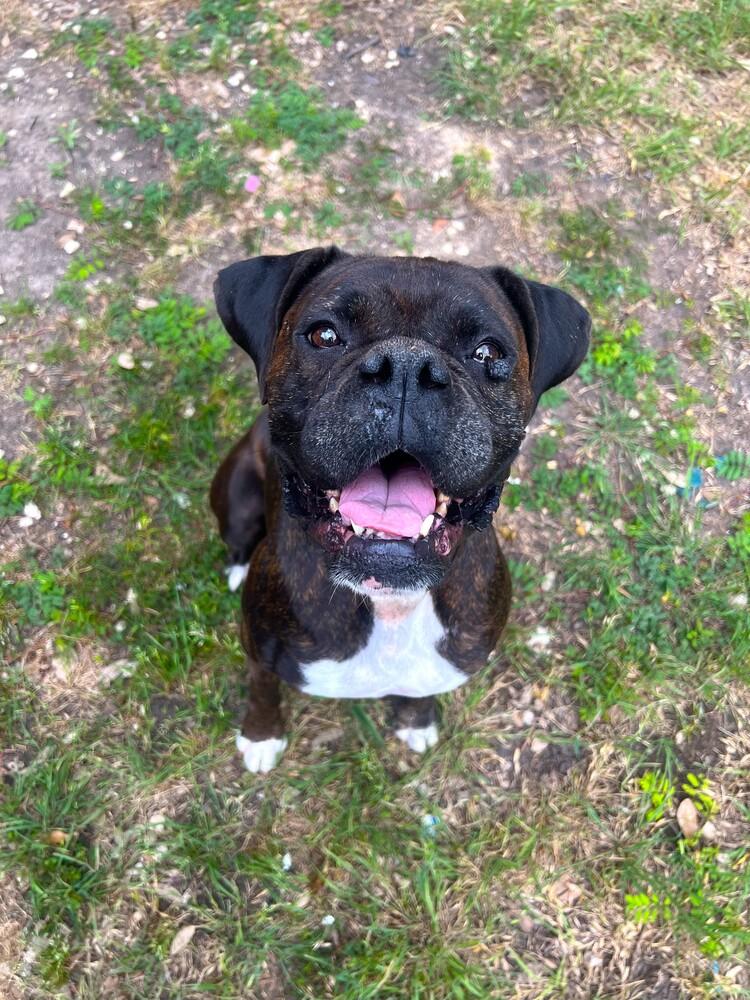 Bonnie IV, Adoptable, Senior Female Boxer.