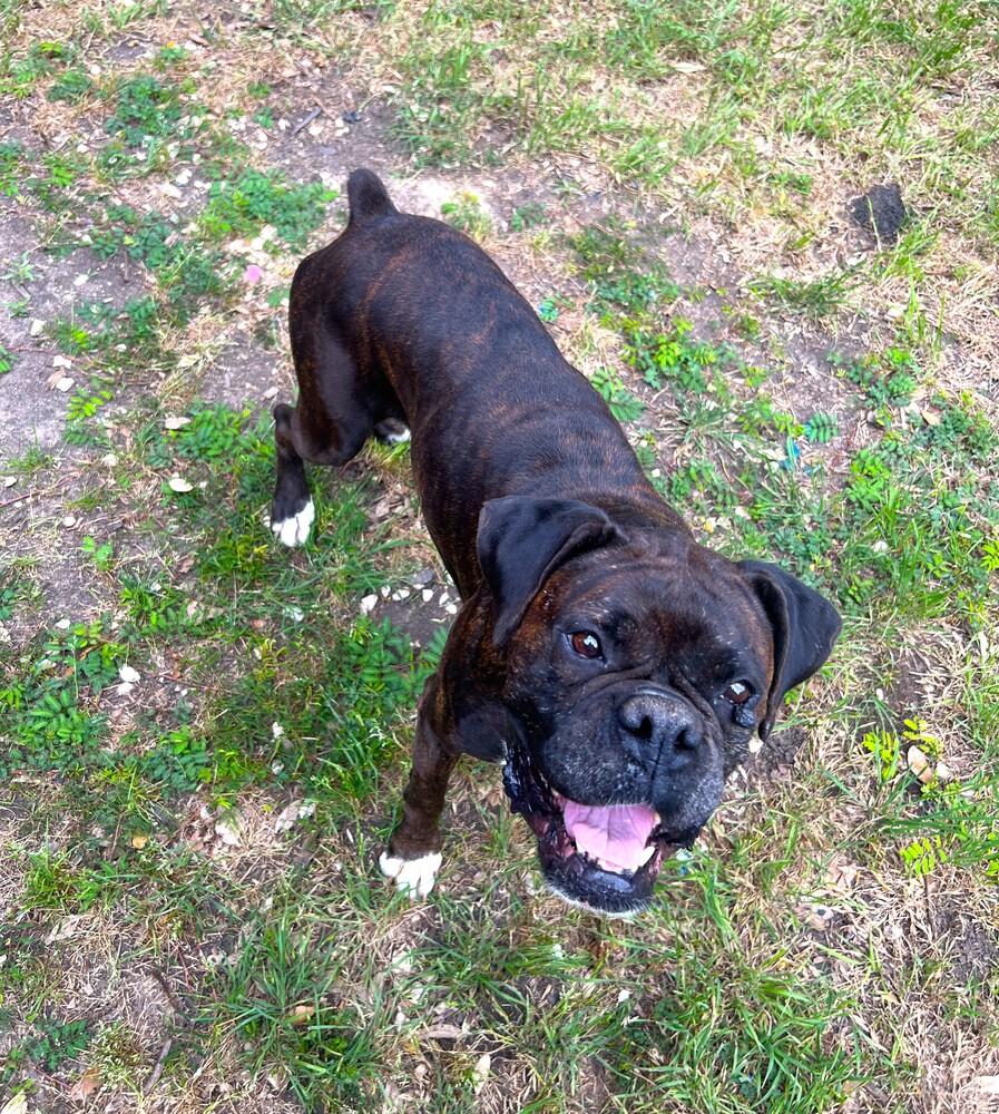 Bonnie IV, a Adoptable Boxer in Hewitt, TX image 2/2