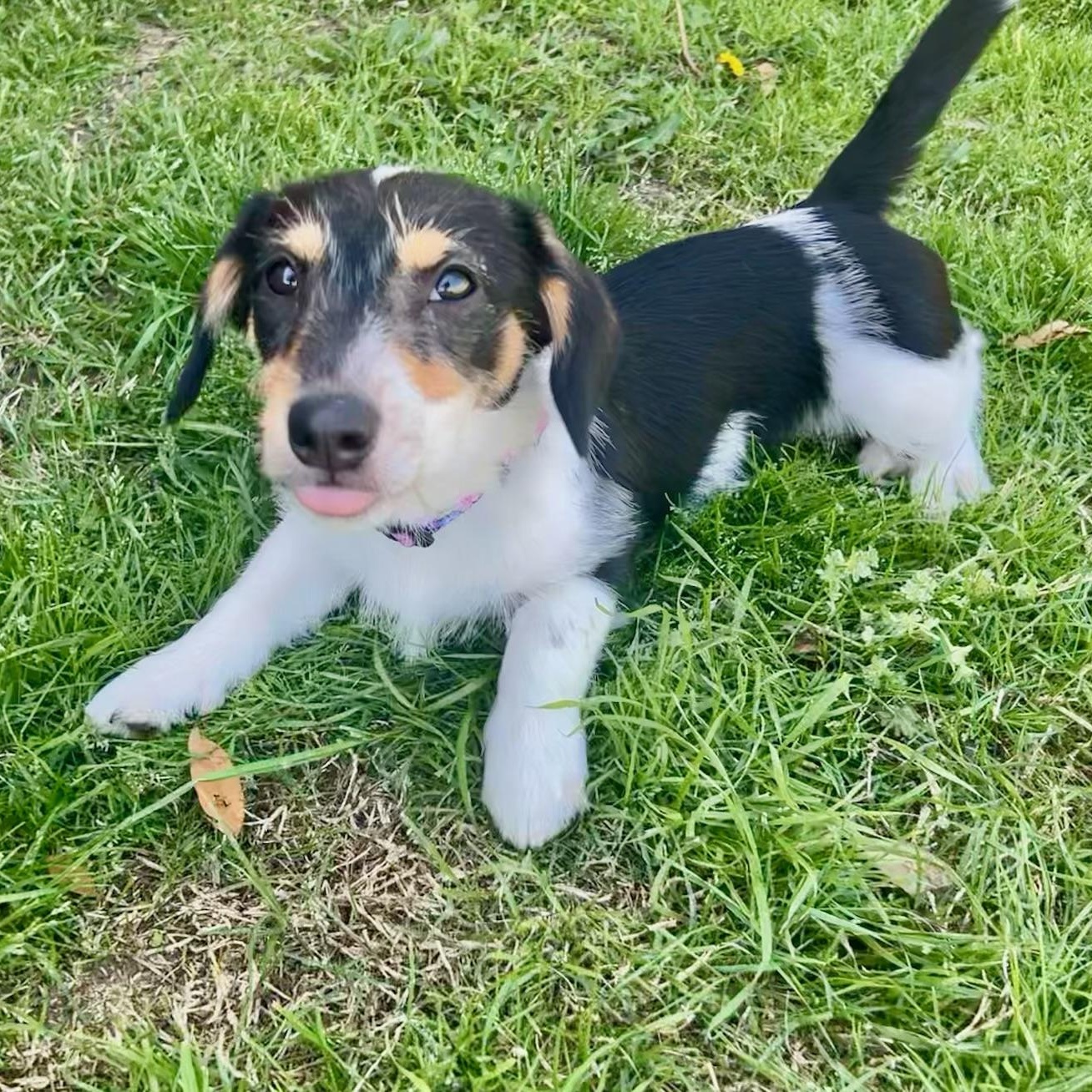 Enlarge Pepper , a ADOPTABLE mixed breed in Garland, TX image 3/5
