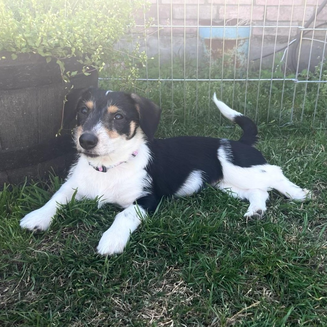 Enlarge Pepper , a ADOPTABLE mixed breed in Garland, TX image 2/5