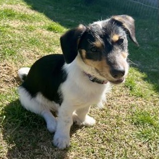 Pepper , ADOPTABLE, Puppy Female Dachshund.