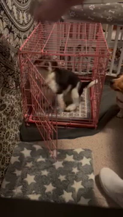 Enlarge Pepper , a ADOPTABLE mixed breed in Garland, TX video 5/5