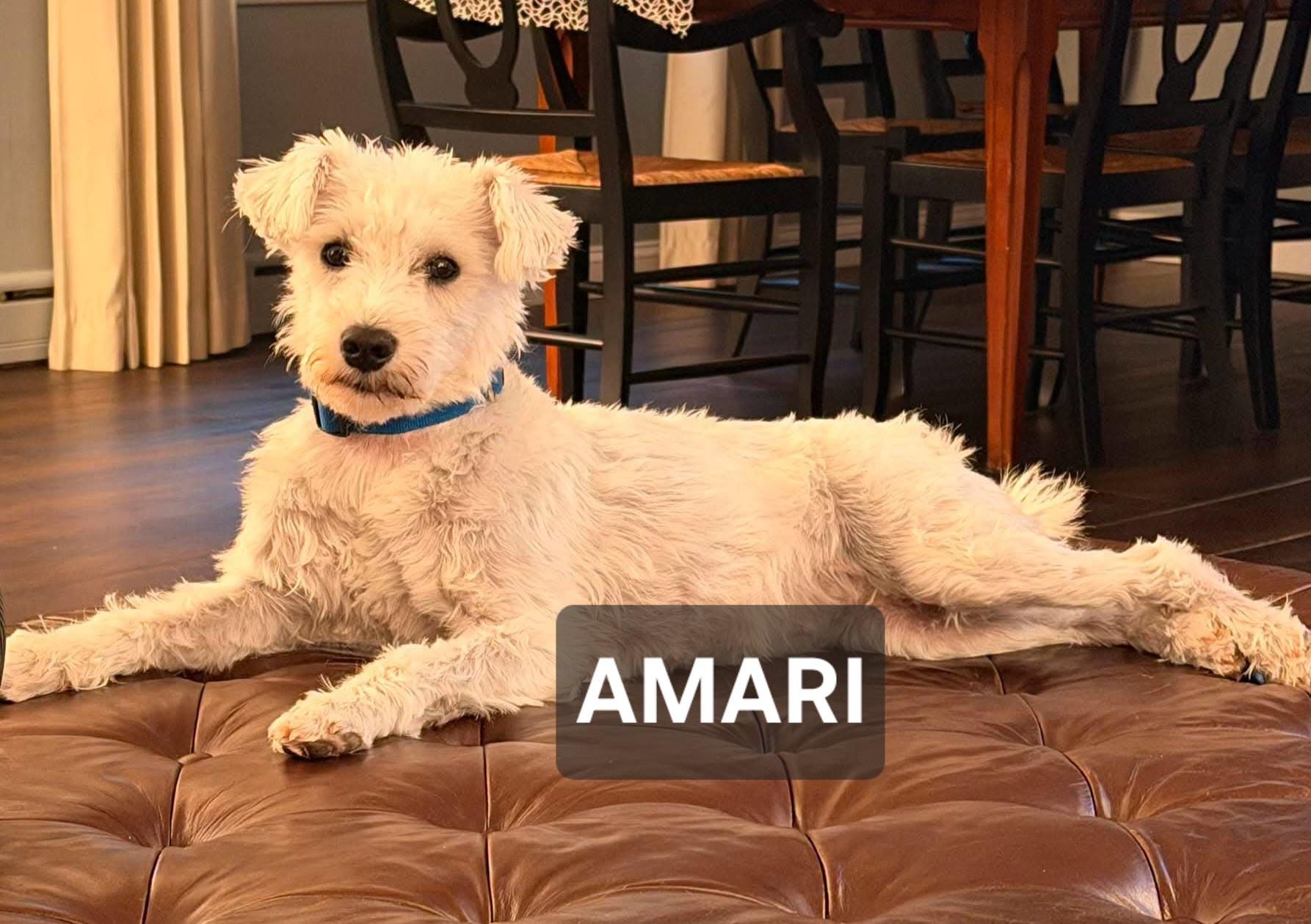 Enlarge Amari, a ADOPTABLE West Highland White Terrier / Westie in Windom, MN image 1/1