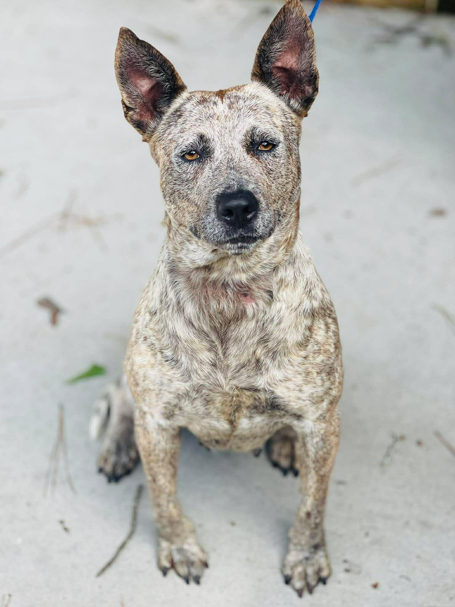 Enlarge AC-4797 "Chica", a ADOPTABLE Cattle Dog in Conyers, GA image 1/1