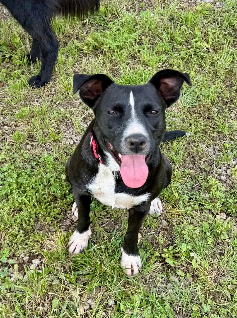 Lila, Adoptable, Young Female Labrador Retriever & Pit Bull Terrier.