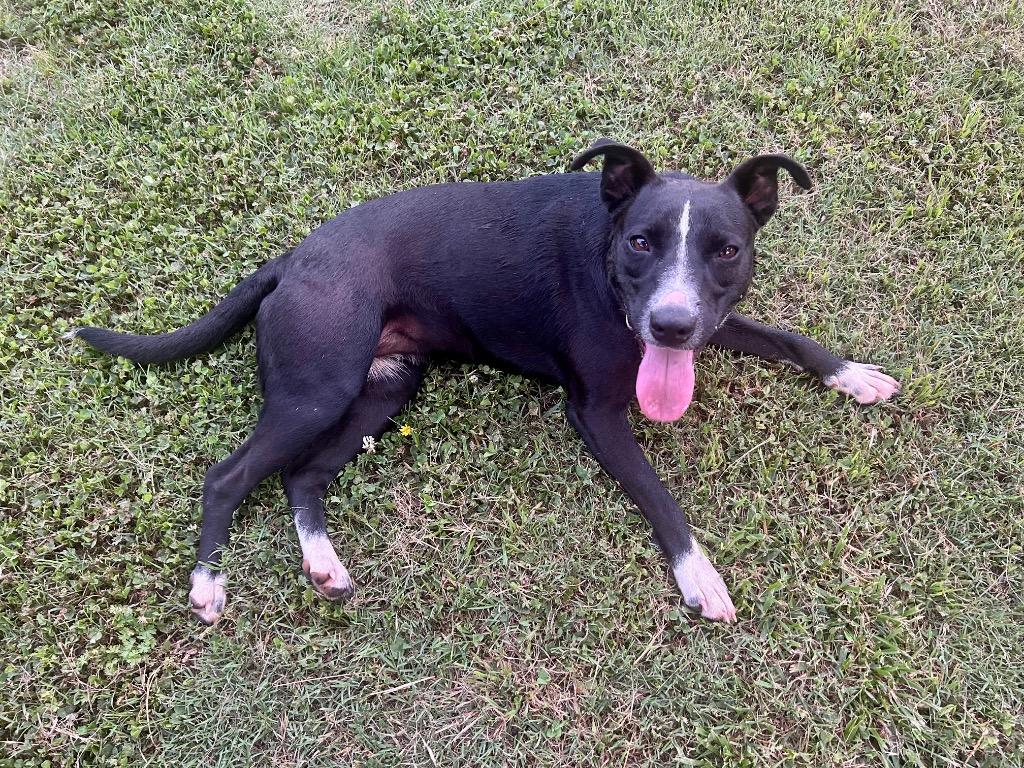 Enlarge Lila, a Adoptable mixed breed in Claremore, OK image 2/4