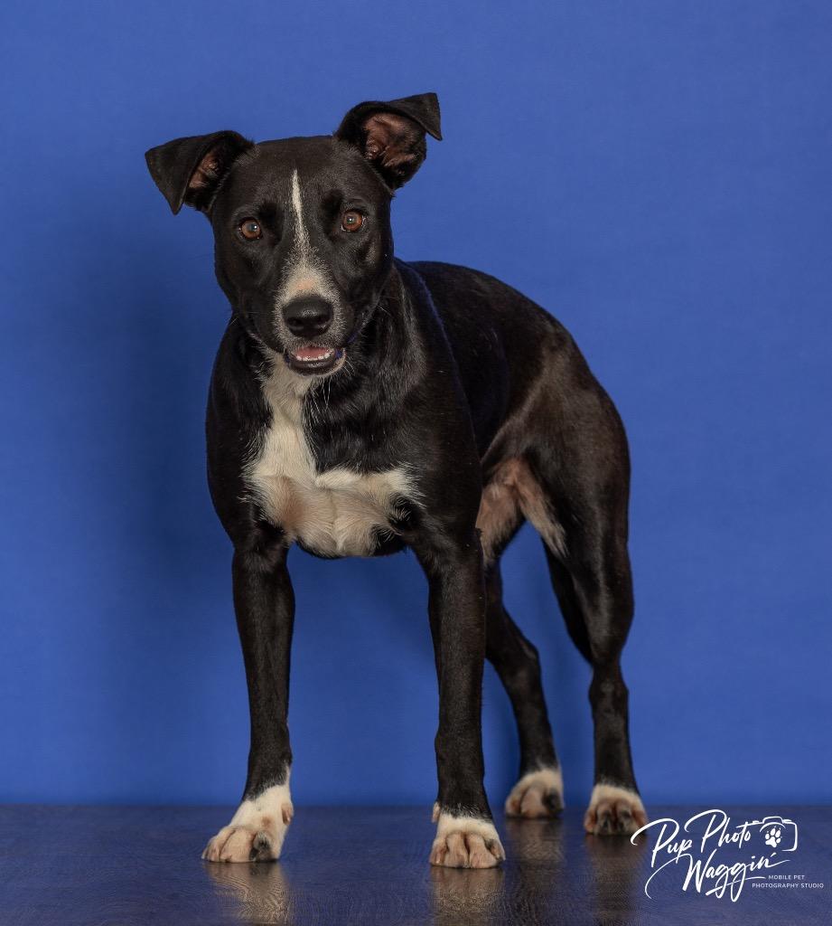 Enlarge Lila, a Adoptable mixed breed in Claremore, OK image 3/4