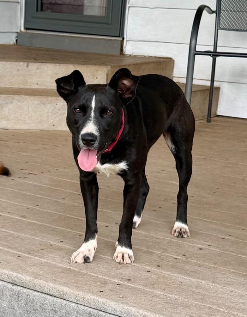 Enlarge Lila, a Adoptable mixed breed in Claremore, OK image 4/4