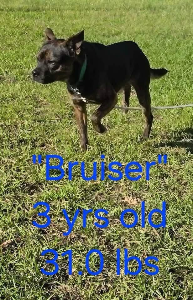 Bruiser, Adoptable, Young Male Chihuahua & Boston Terrier.