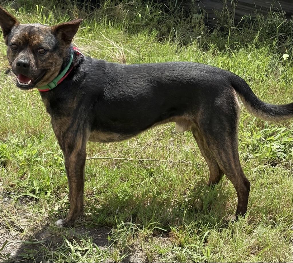 Enlarge Bruiser, a Adoptable mixed breed in St. Augustine, FL image 4/4