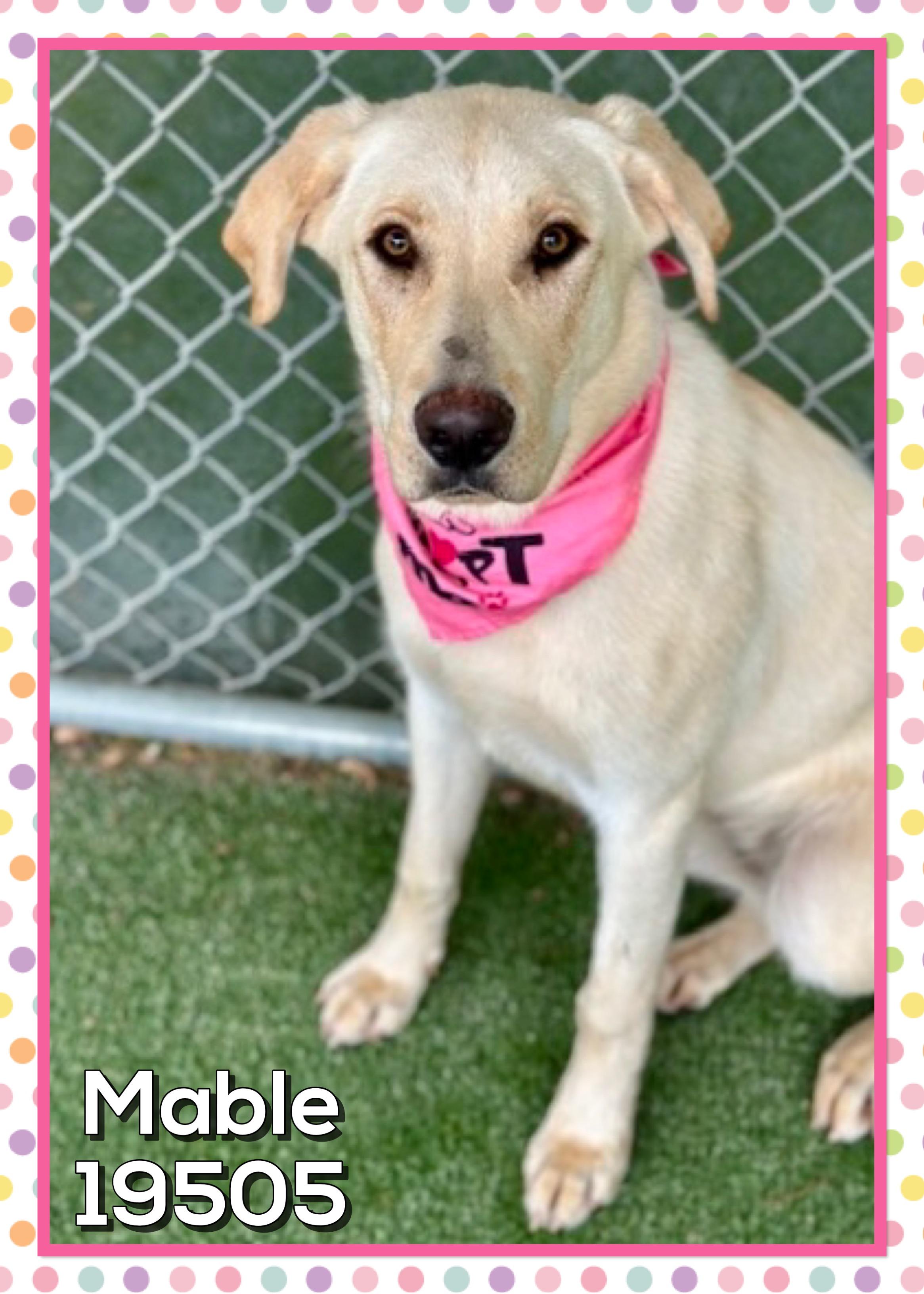 Enlarge MABLE (also see SHILOH), a ADOPTABLE mixed breed in Marietta, GA image 2/3