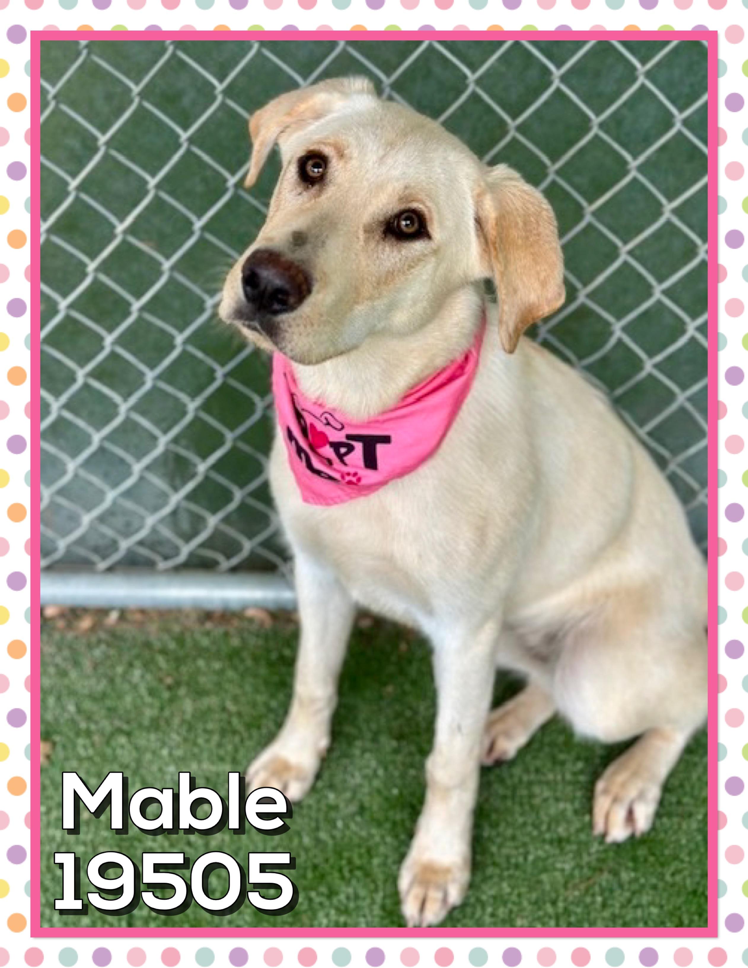 MABLE (also see SHILOH), ADOPTABLE, Young Female Labrador Retriever & Shepherd.