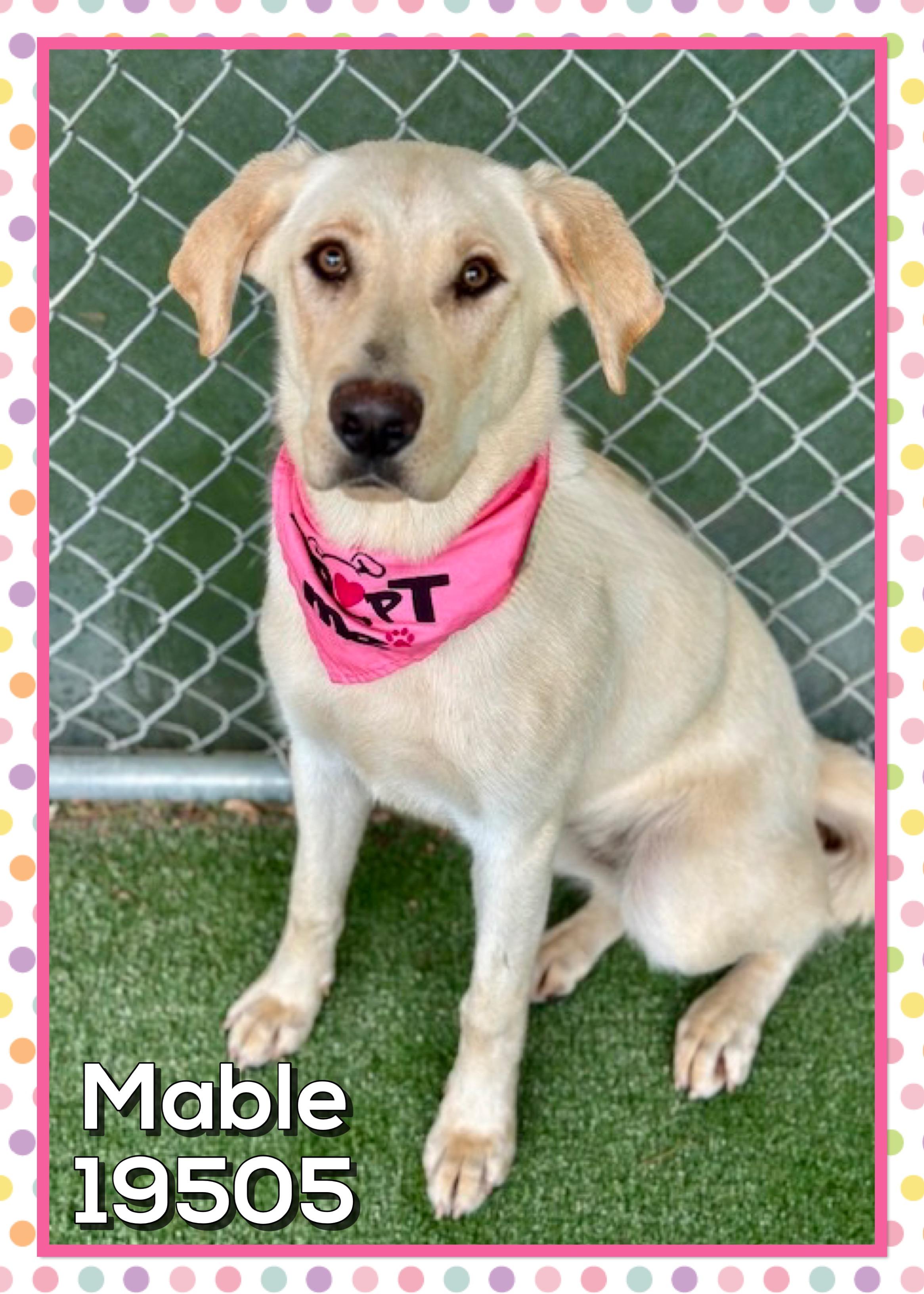Enlarge MABLE (also see SHILOH), a ADOPTABLE mixed breed in Marietta, GA image 3/3