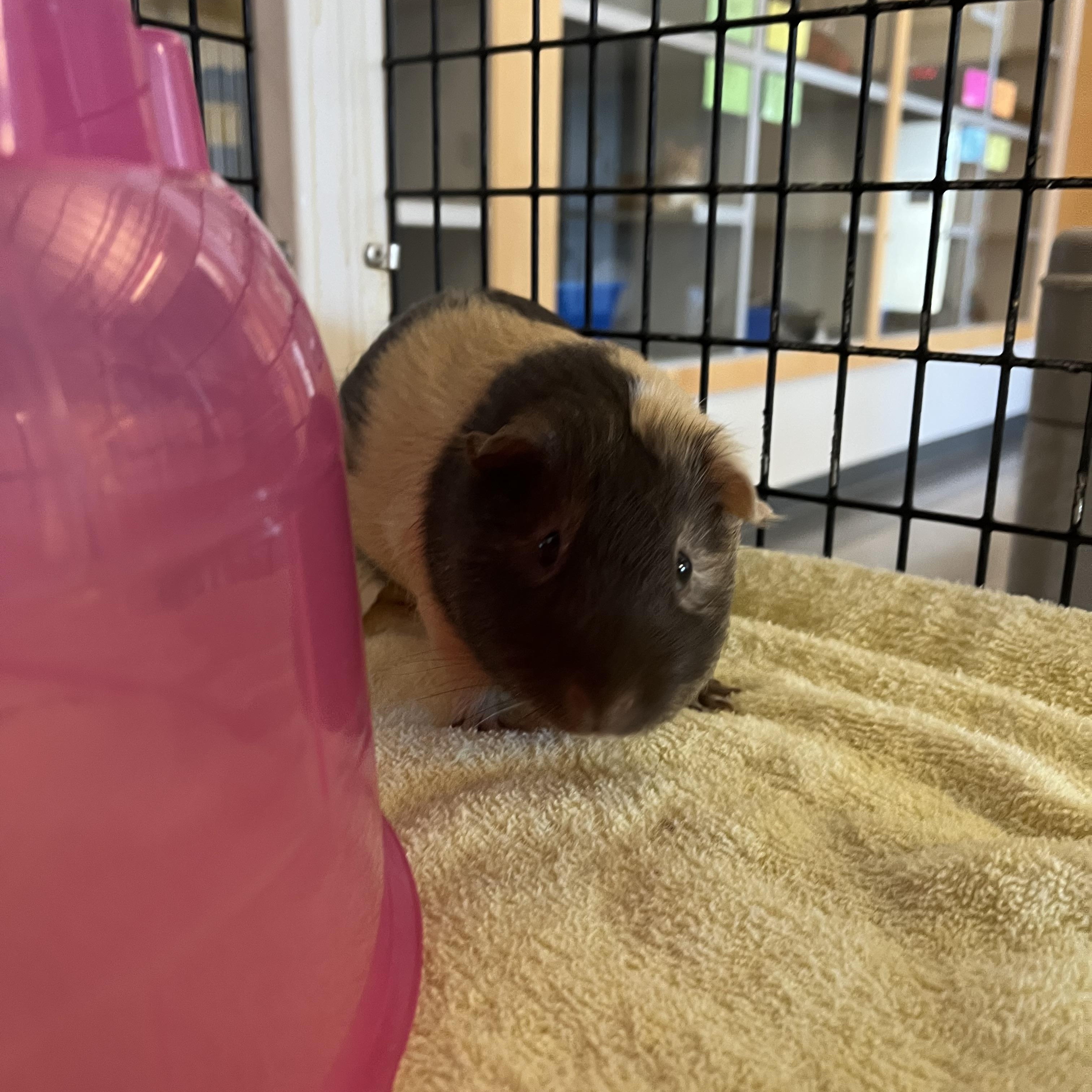 Enlarge Reeses, a ADOPTABLE Guinea Pig in Cedar Rapids, IA image 4/5