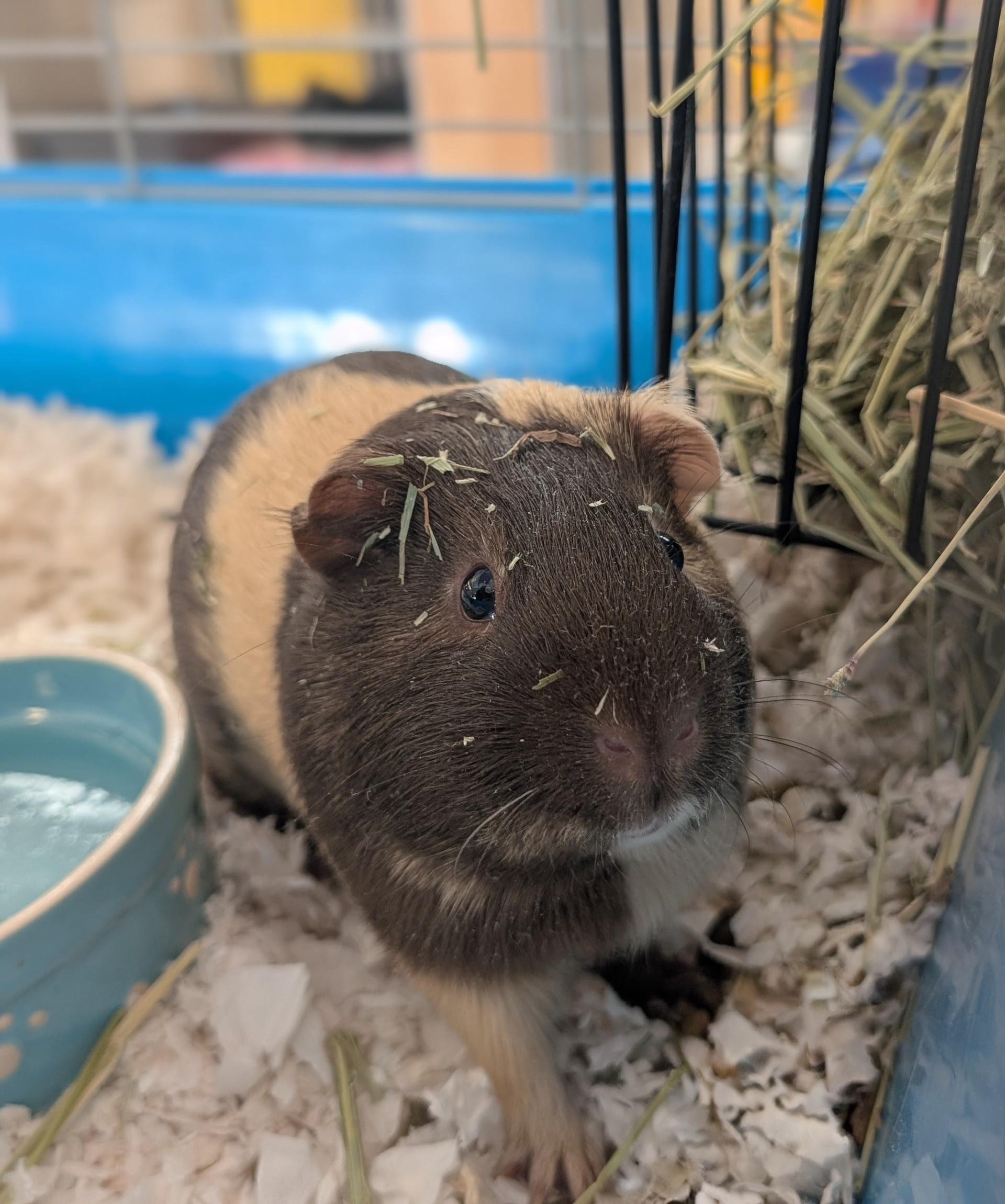 Reeses, ADOPTABLE, Adult Male Guinea Pig.