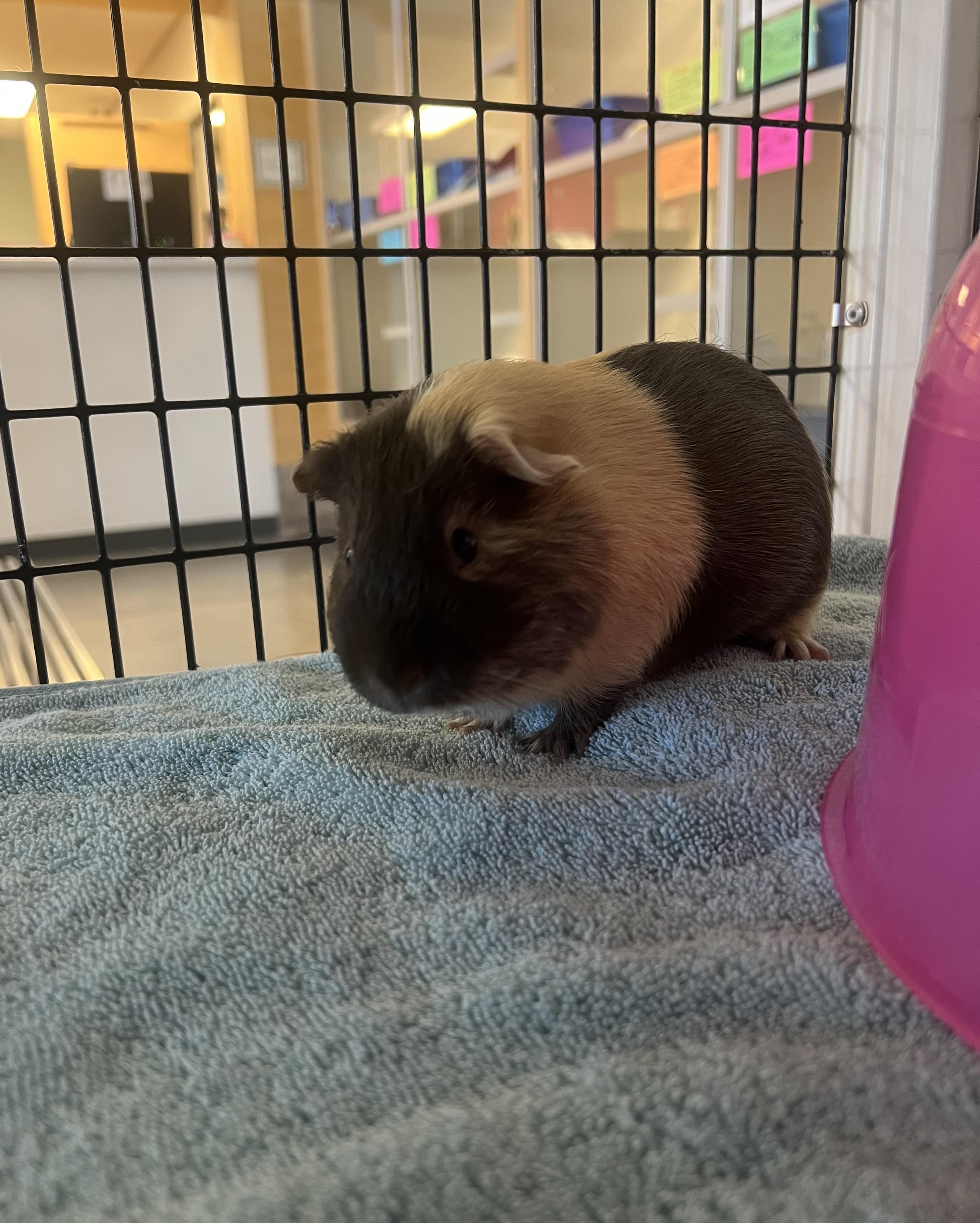 Enlarge Reeses, a ADOPTABLE Guinea Pig in Cedar Rapids, IA image 5/5