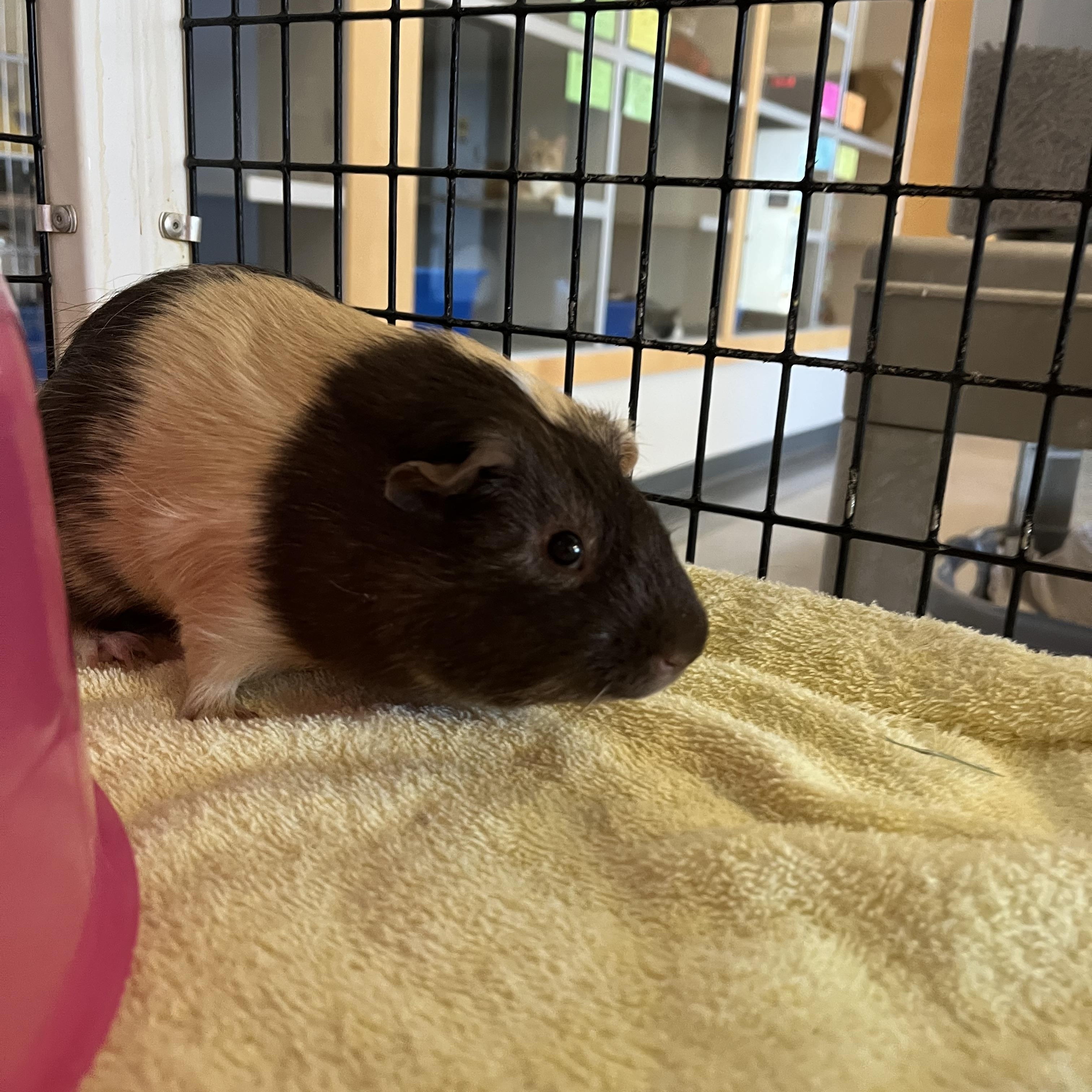 Enlarge Reeses, a ADOPTABLE Guinea Pig in Cedar Rapids, IA image 3/5