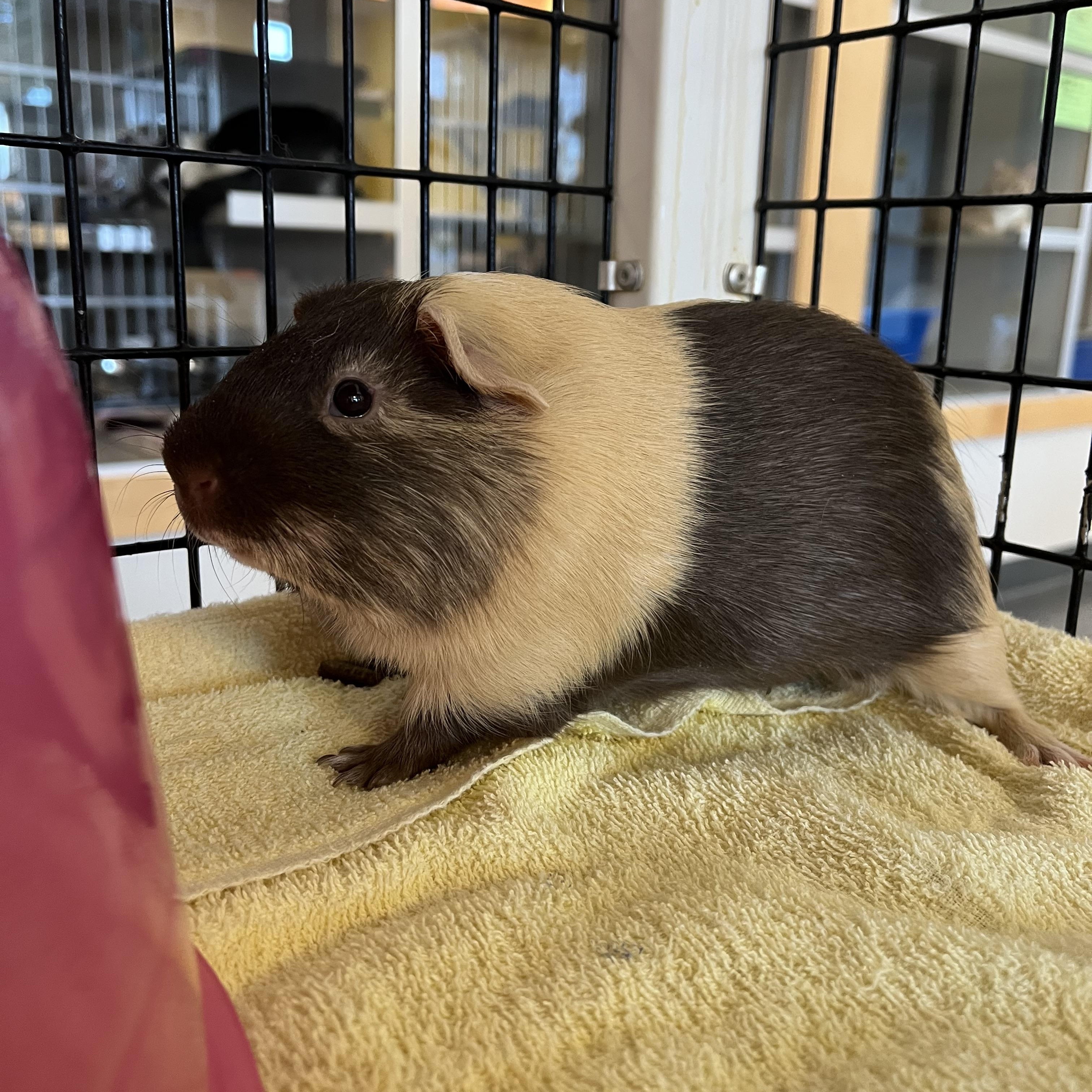 Enlarge Reeses, a ADOPTABLE Guinea Pig in Cedar Rapids, IA image 2/5
