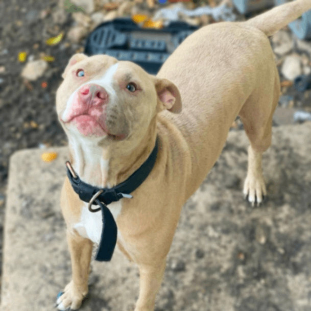 Odin JC, an adoptable Pit Bull Terrier, Mixed Breed in Seattle, WA, 98106 | Photo Image 4