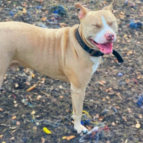 Odin JC, an adoptable Pit Bull Terrier, Mixed Breed in Seattle, WA, 98106 | Photo Image 6